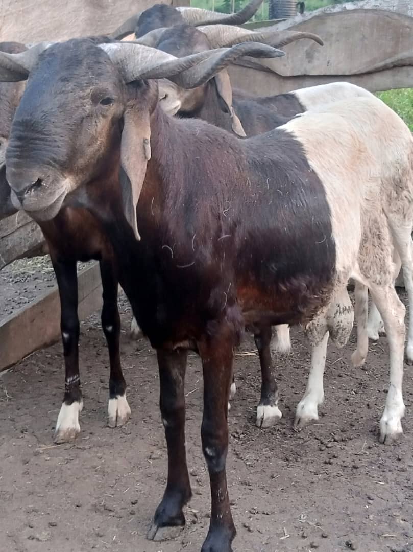 Cattle raised through an Igreen livestock project