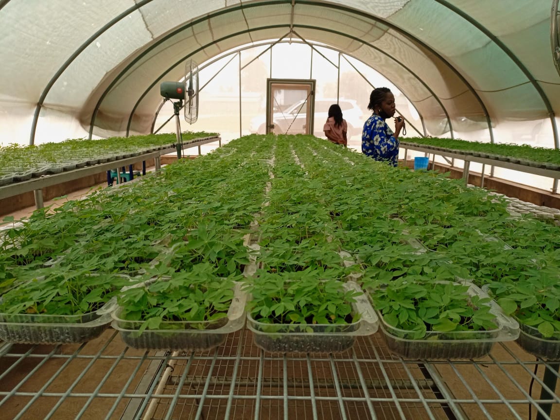Greenhouse crop production project