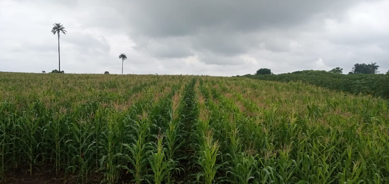 A thriving Igreen maize field beneath the Nigerian sky