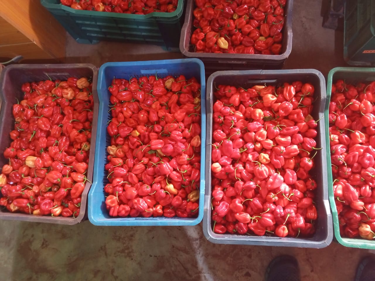 Fresh peppers sorted into crates after harvest