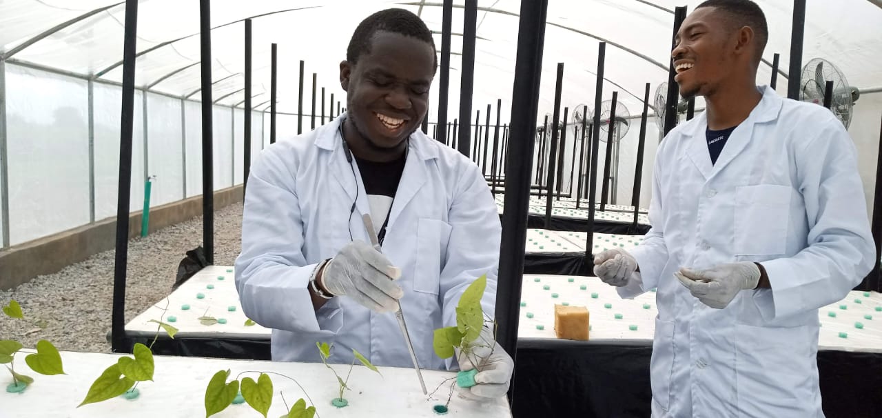 Agricultural researchers examining seedlings