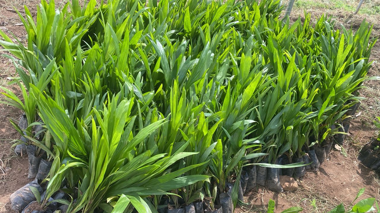Healthy seedlings prepared for planting
